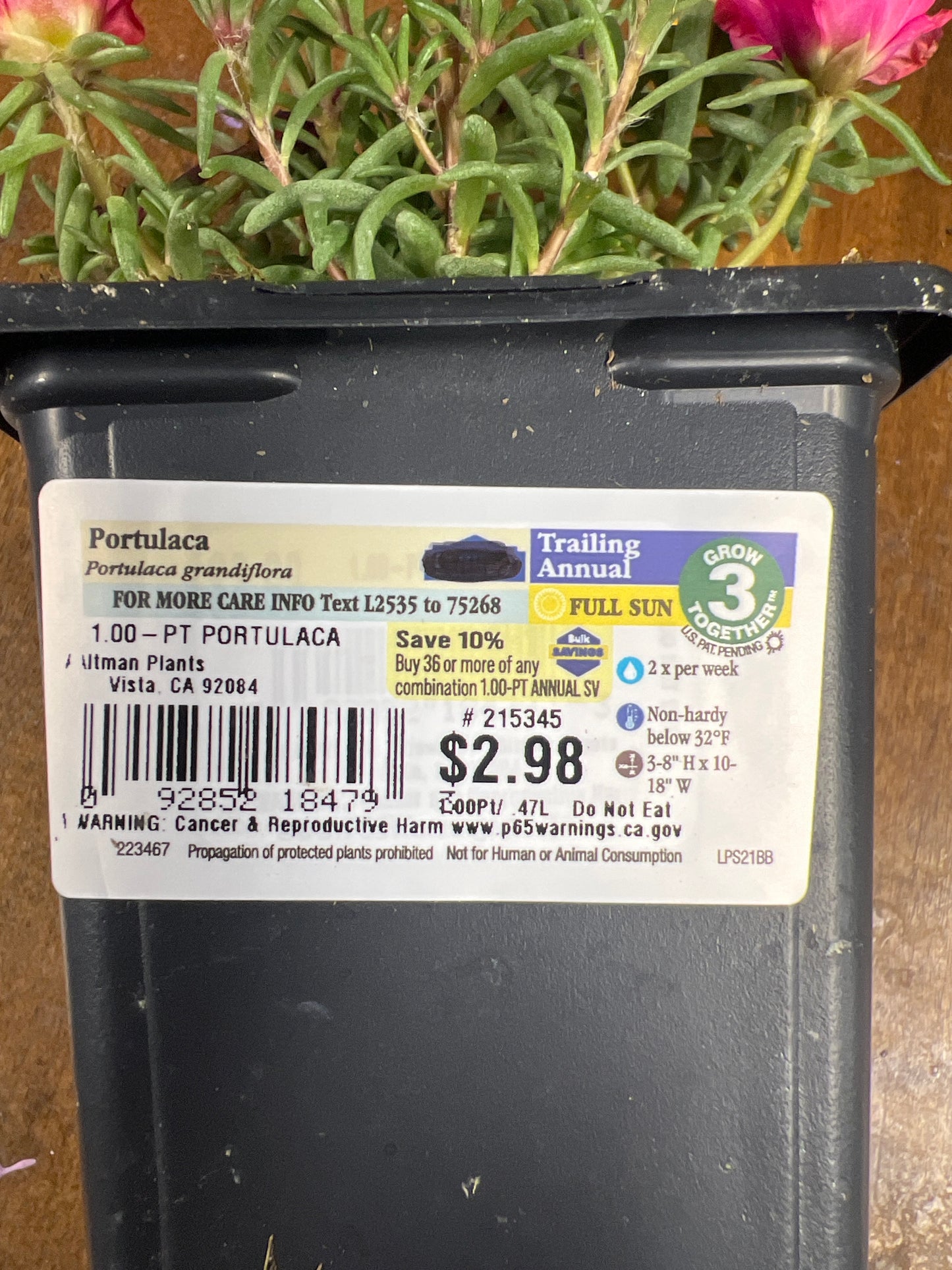 Portulaca Trailing Annual 1 pint