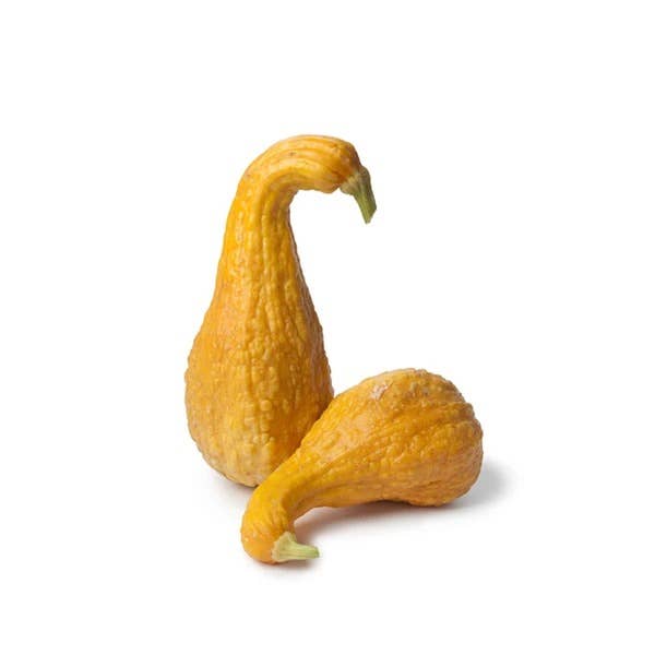 Squash-Yellow Crookneck