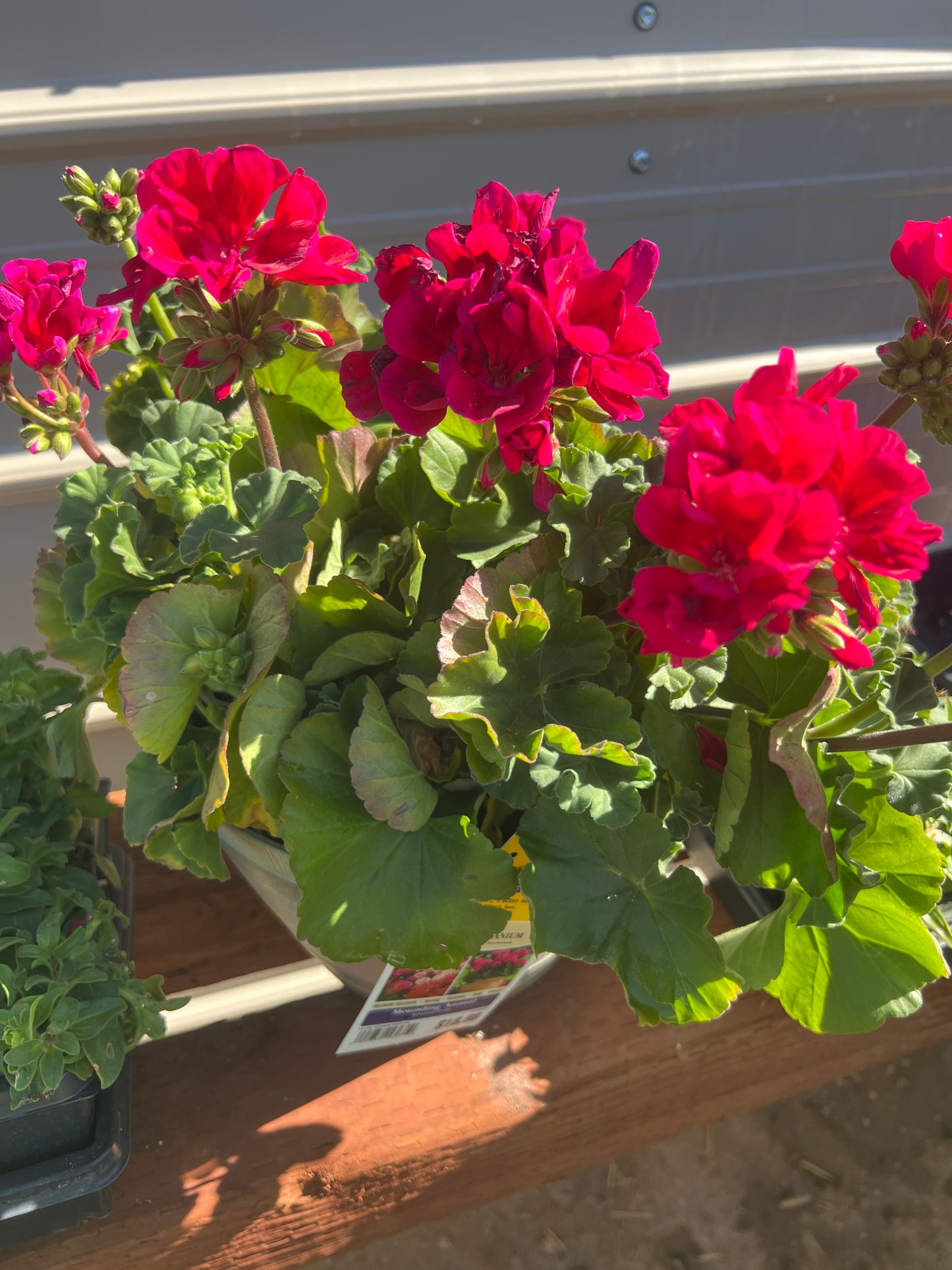 Geranium Whiskey Pot