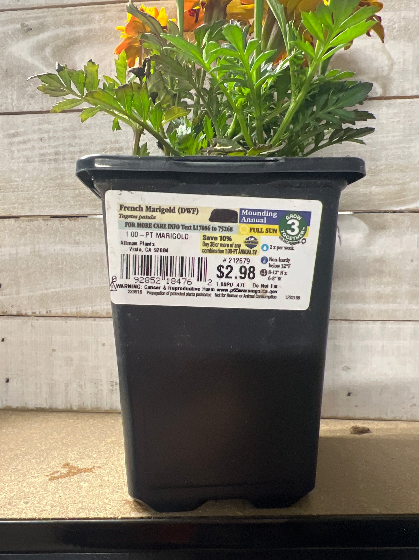 French Marigold 1 pint Mounding Annual