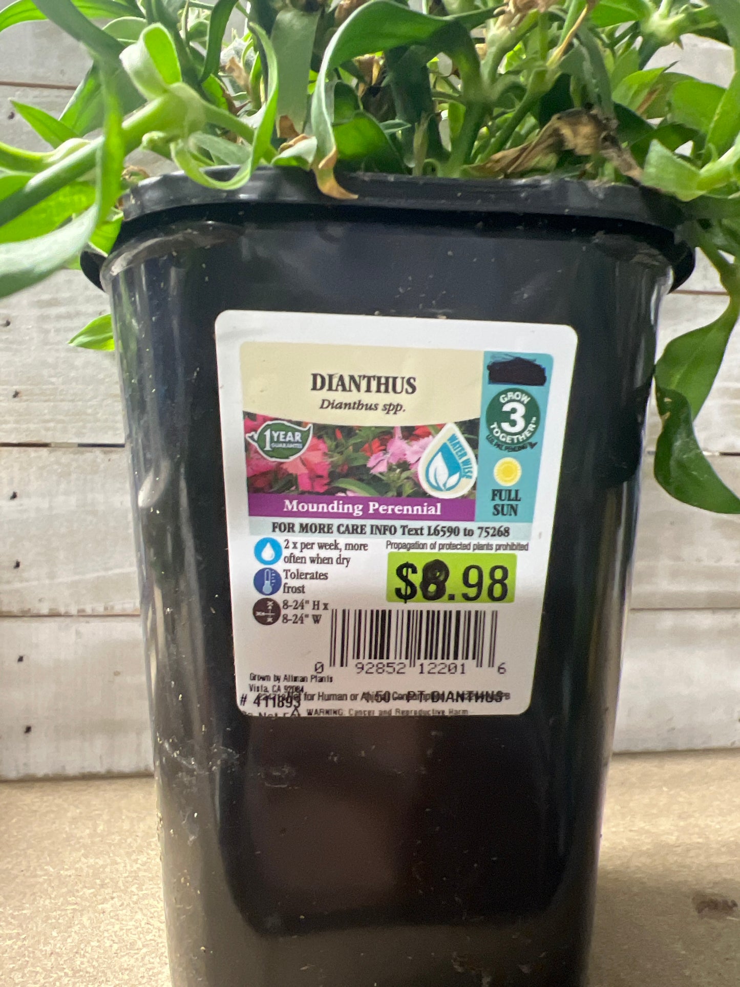 Dianthus Mounding Perennial 1.5 pint