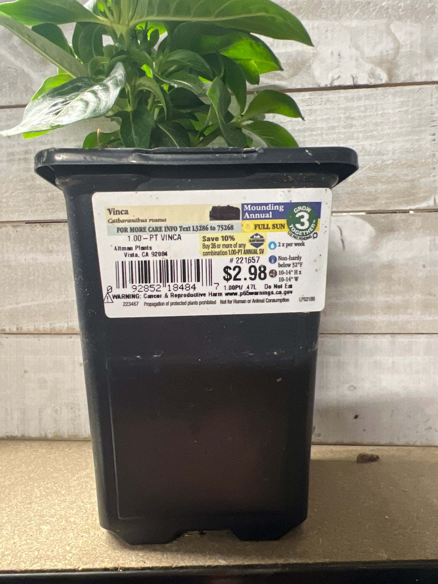 Vinca Mounding Annual 1 pint