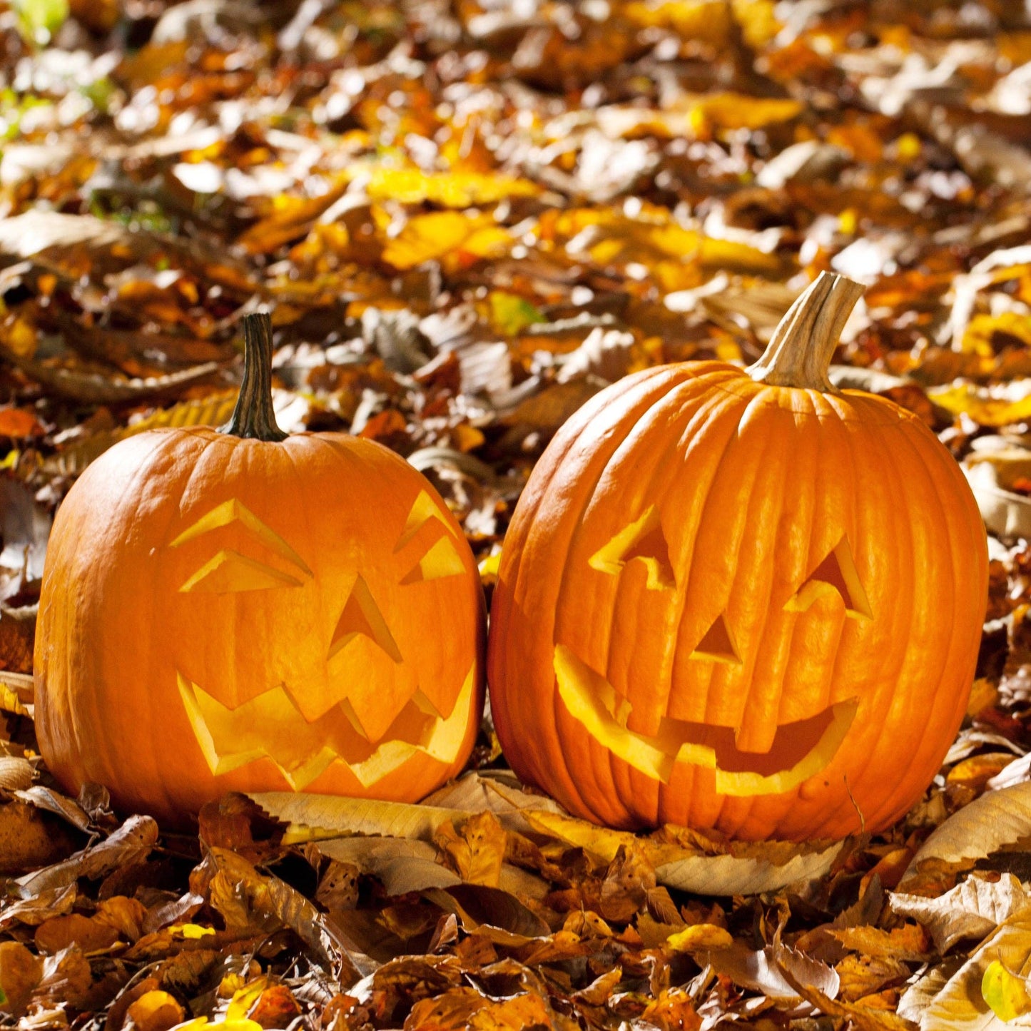 Pumpkin, Jack O' Lantern Seed Packets