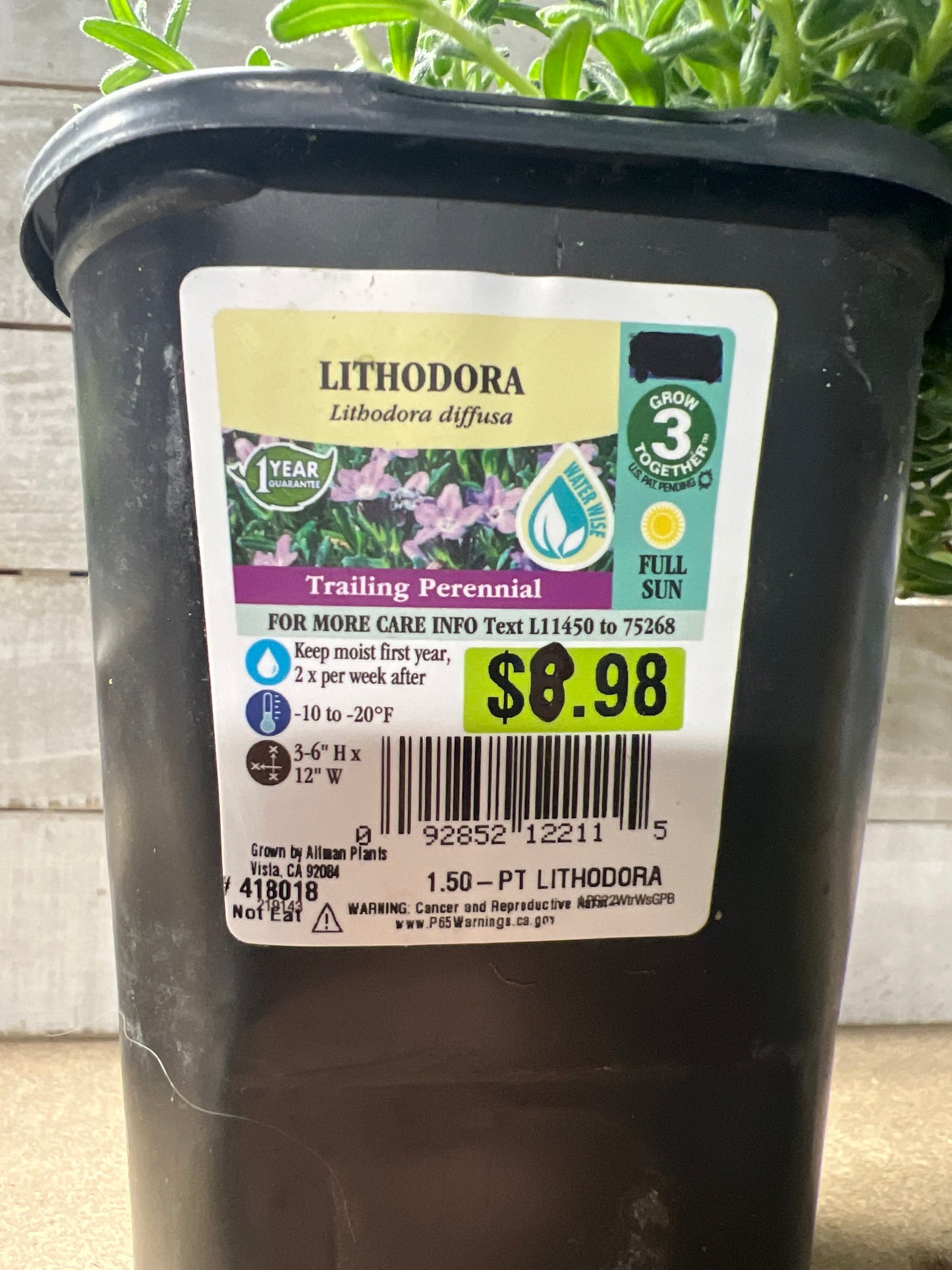 Lithodora Trailing Perennial Flower