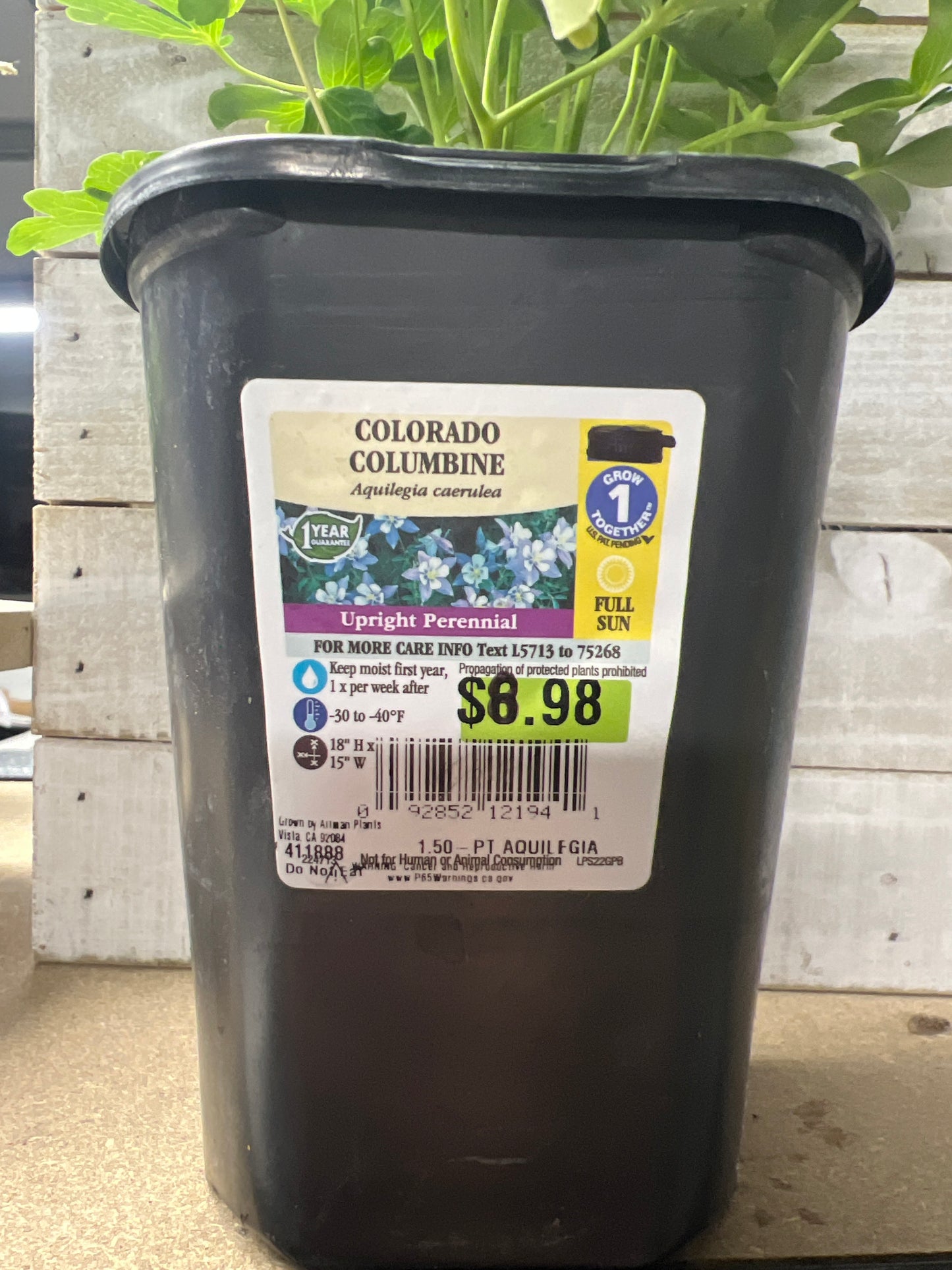 Colorado Columbine 1.5 pint upright Perennial Flower