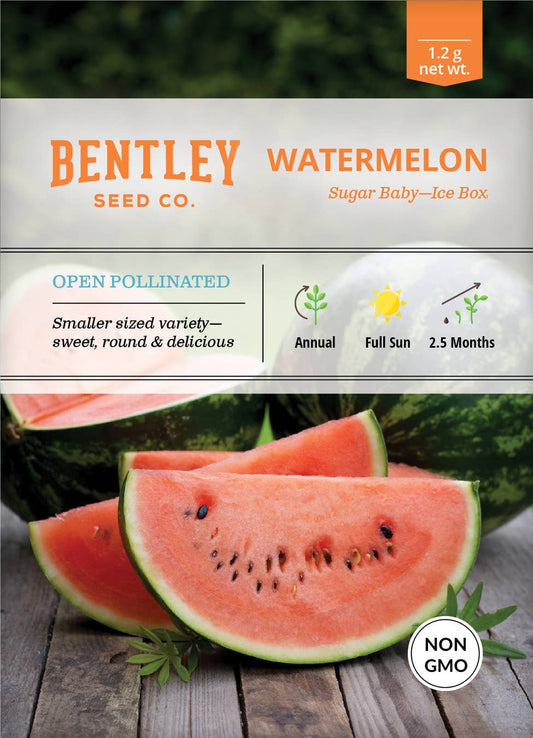 Watermelon-Sugar Baby