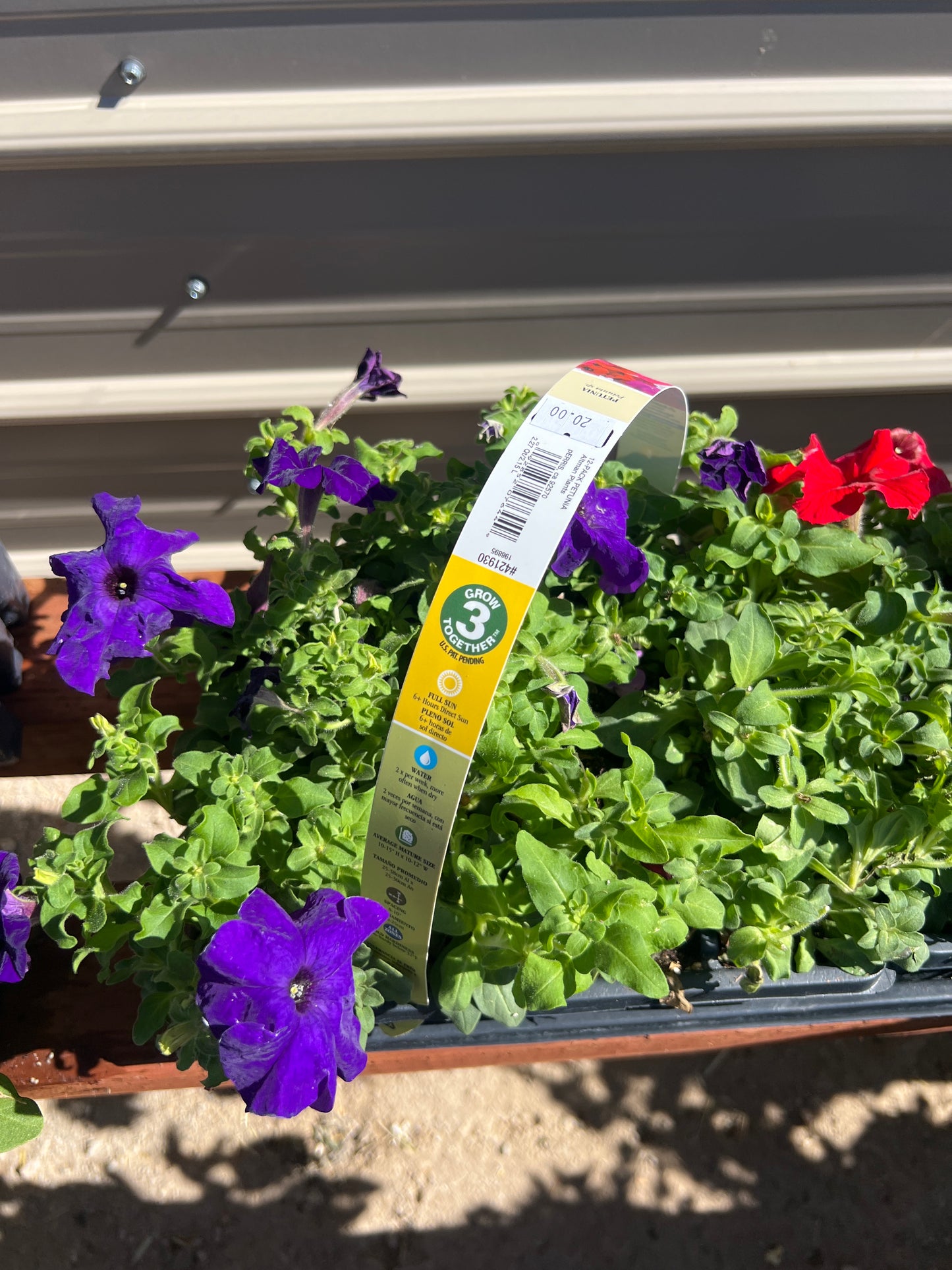 12 pack petunia