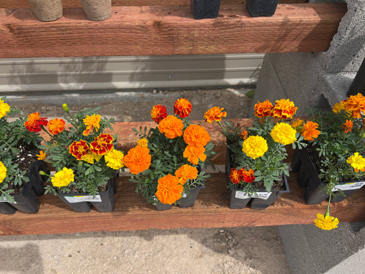 Marigold Annual Flowers- 6 pack