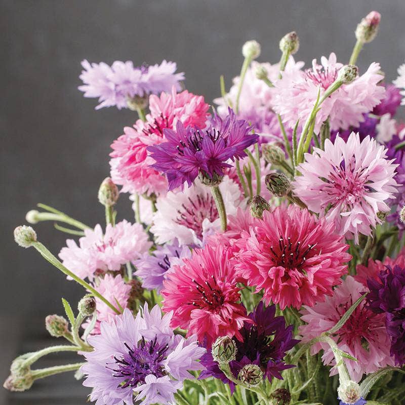 Bachelor's Button Flower Seed Packets