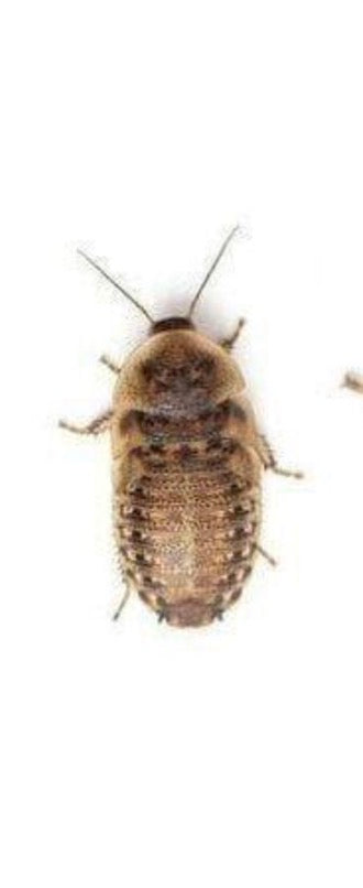 Dubia Roaches 3/4” 50 count