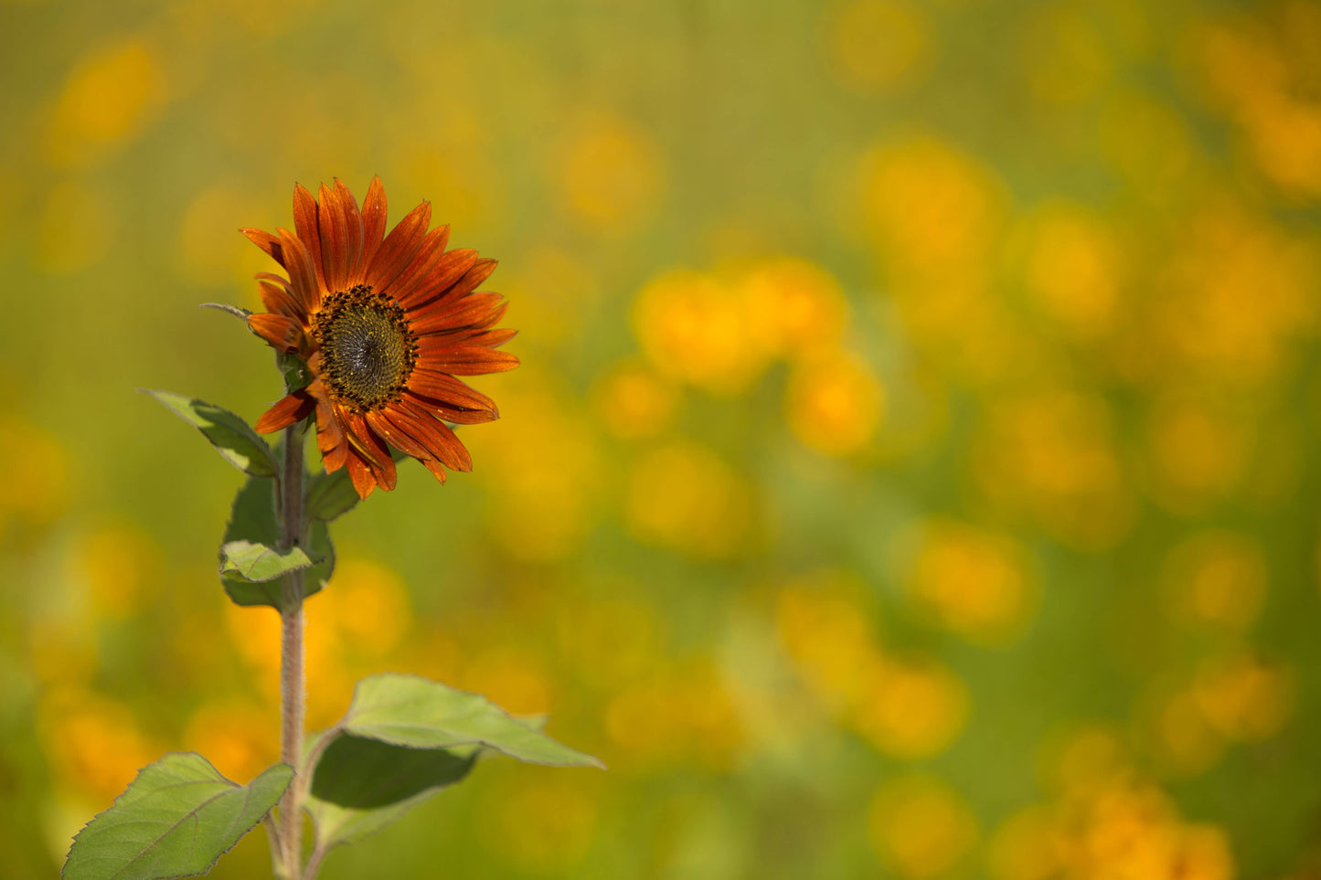 Sunflower, All Sorts Mix Seed Packets