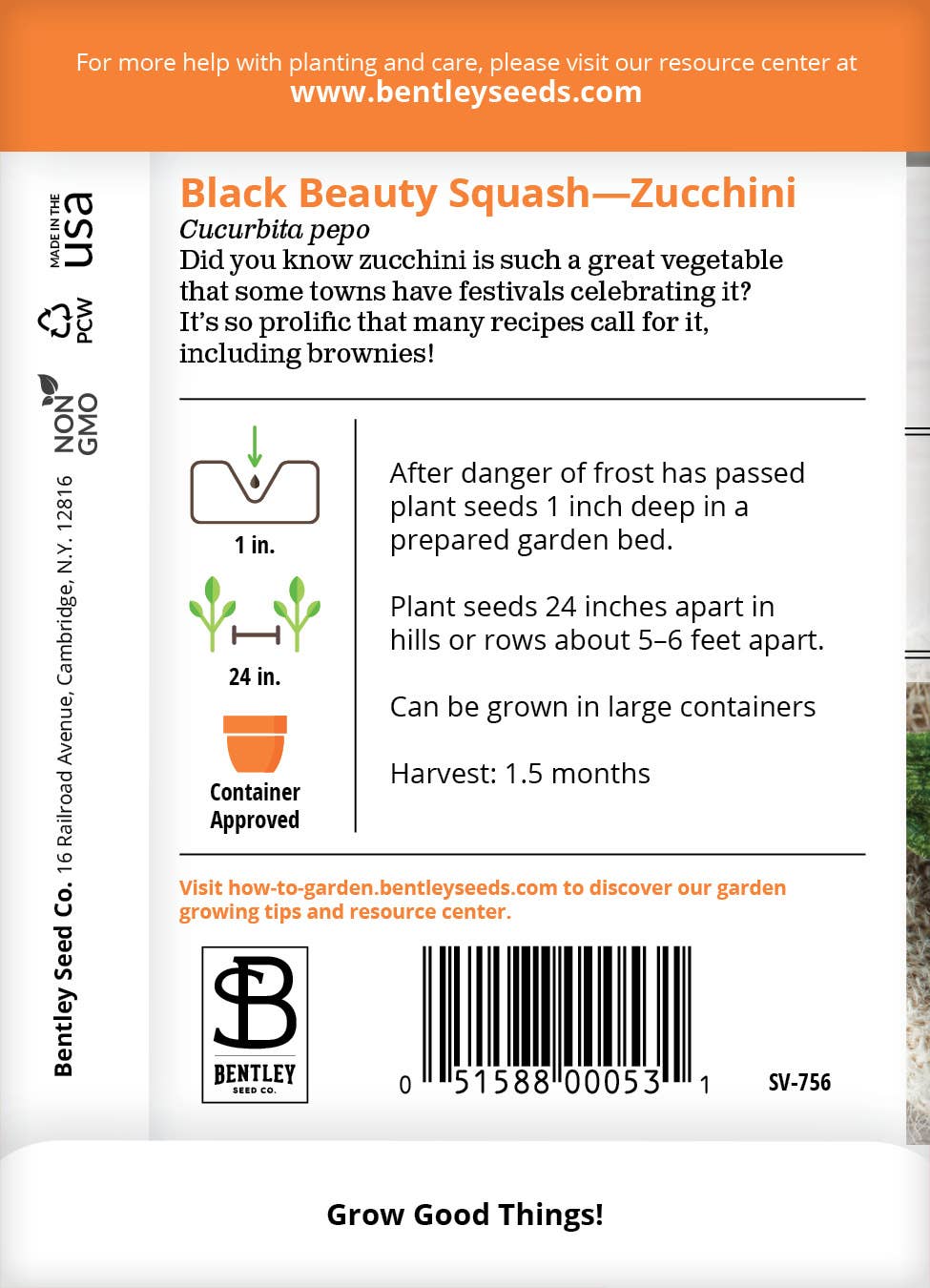 Squash-Zucchini Black Beauty