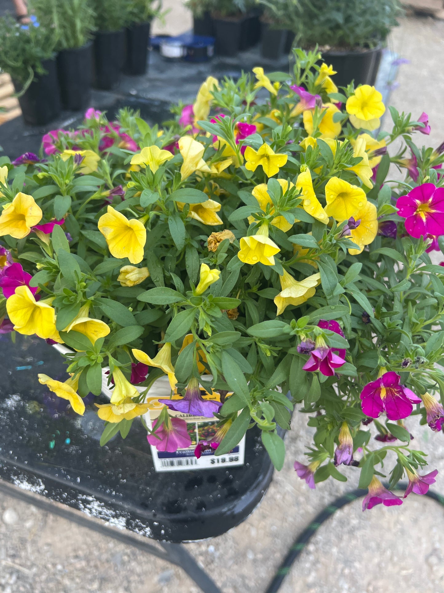 Calibrachoa Trailing Annual Flower Pot 1 Gallon