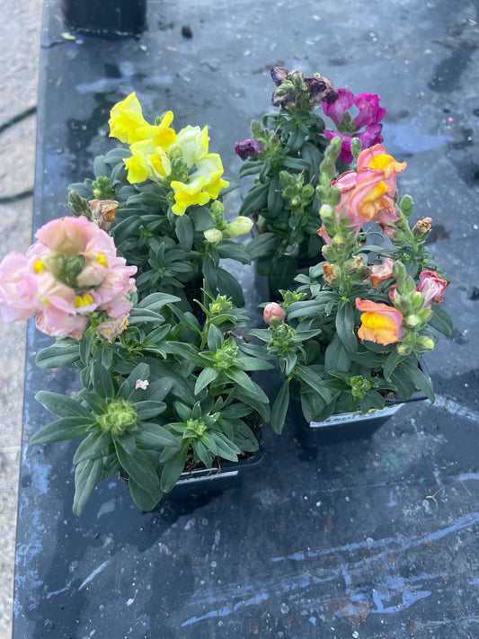 Snapdragon Flowers Annual 1 pint- Color Varies
