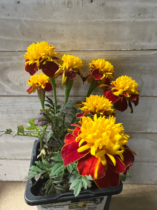 French Marigold 1 pint Mounding Annual