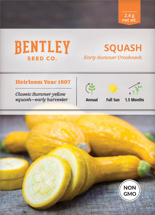 Squash-Yellow Crookneck