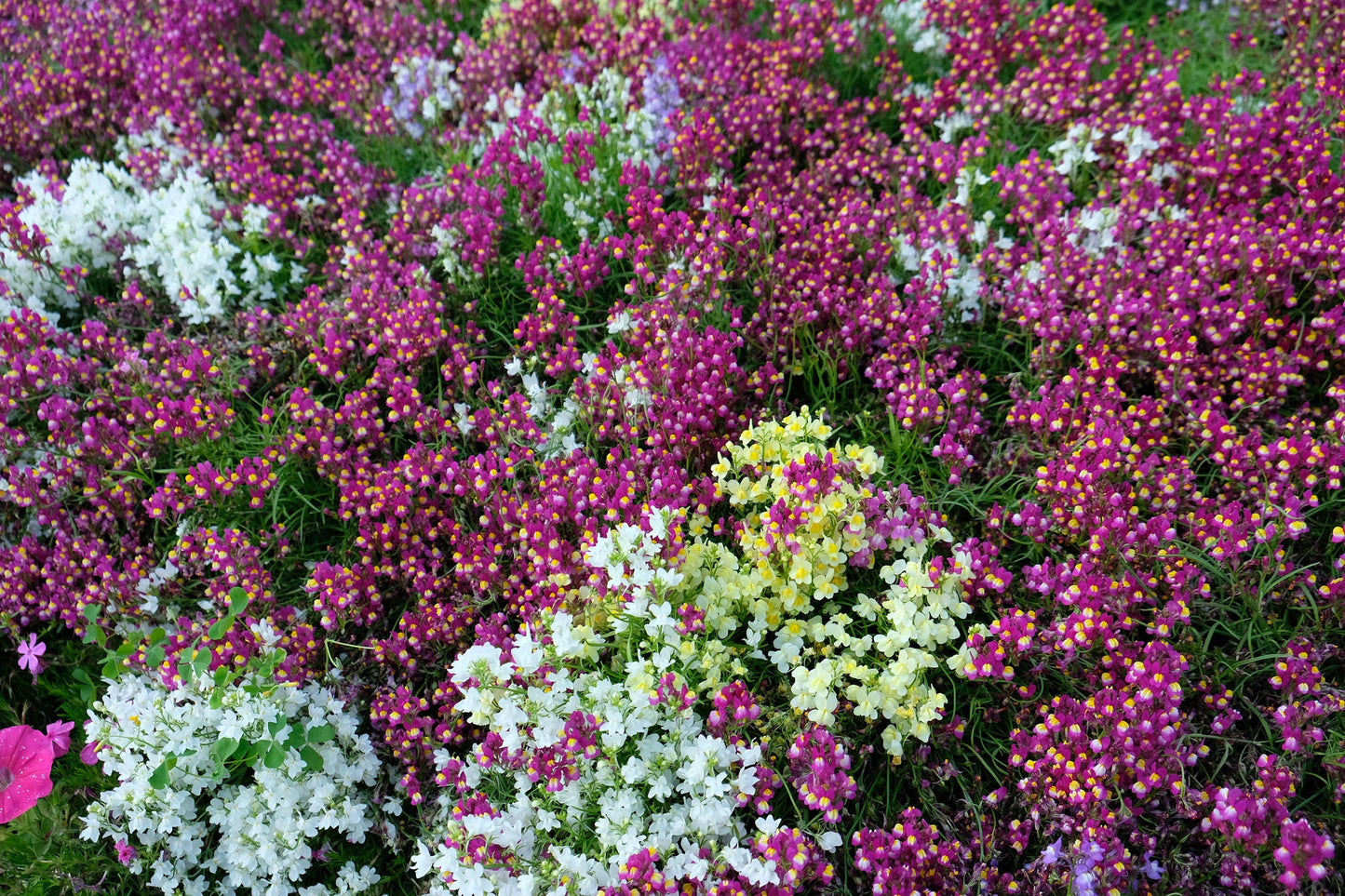 Baby Snapdragon -  Seed Packets