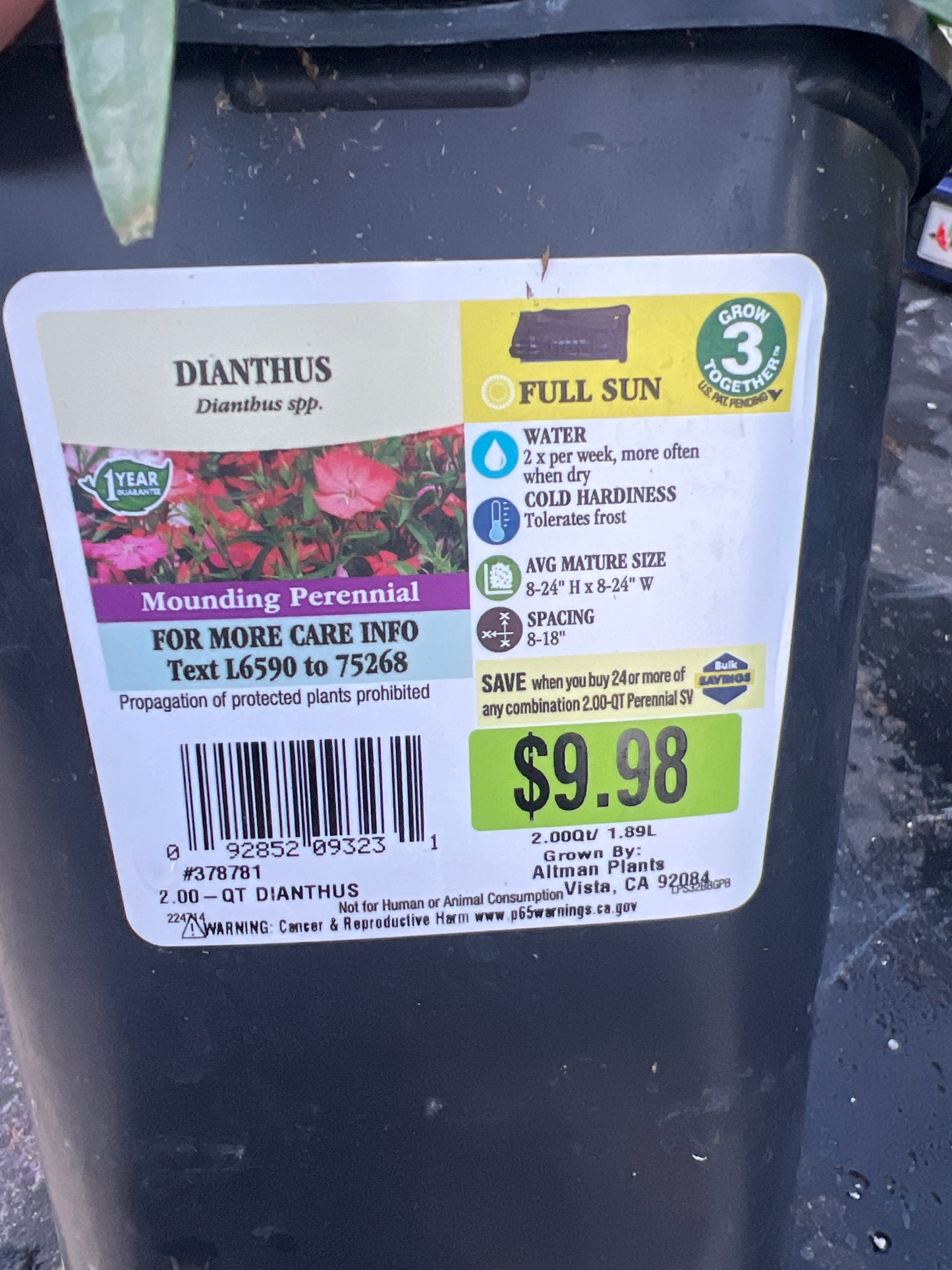 Dianthus 2 qt mounding perennial