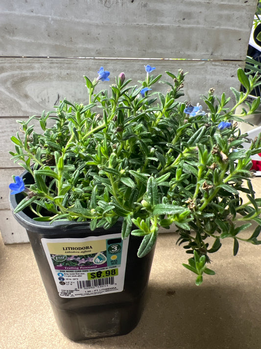 Lithodora Trailing Perennial Flower