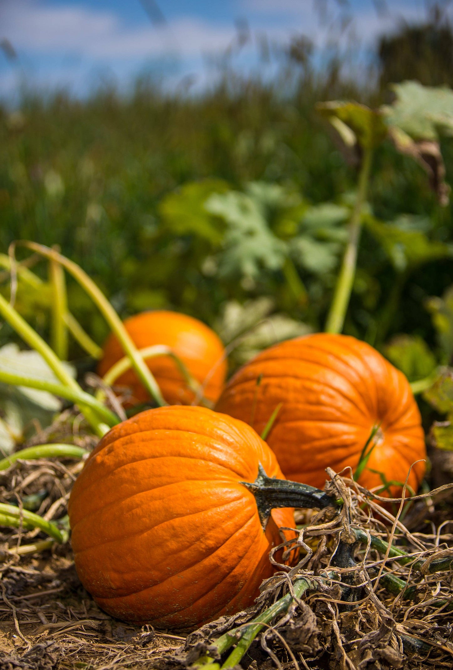 Pumpkin, Jack O' Lantern Seed Packets