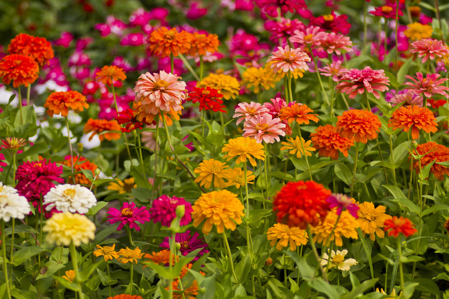 Zinnia, California Giant Mixed Seed Packets