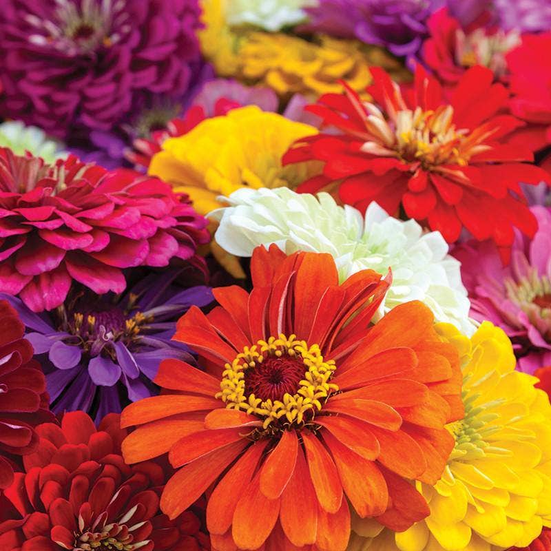 Zinnia, California Giant Mixed Seed Packets