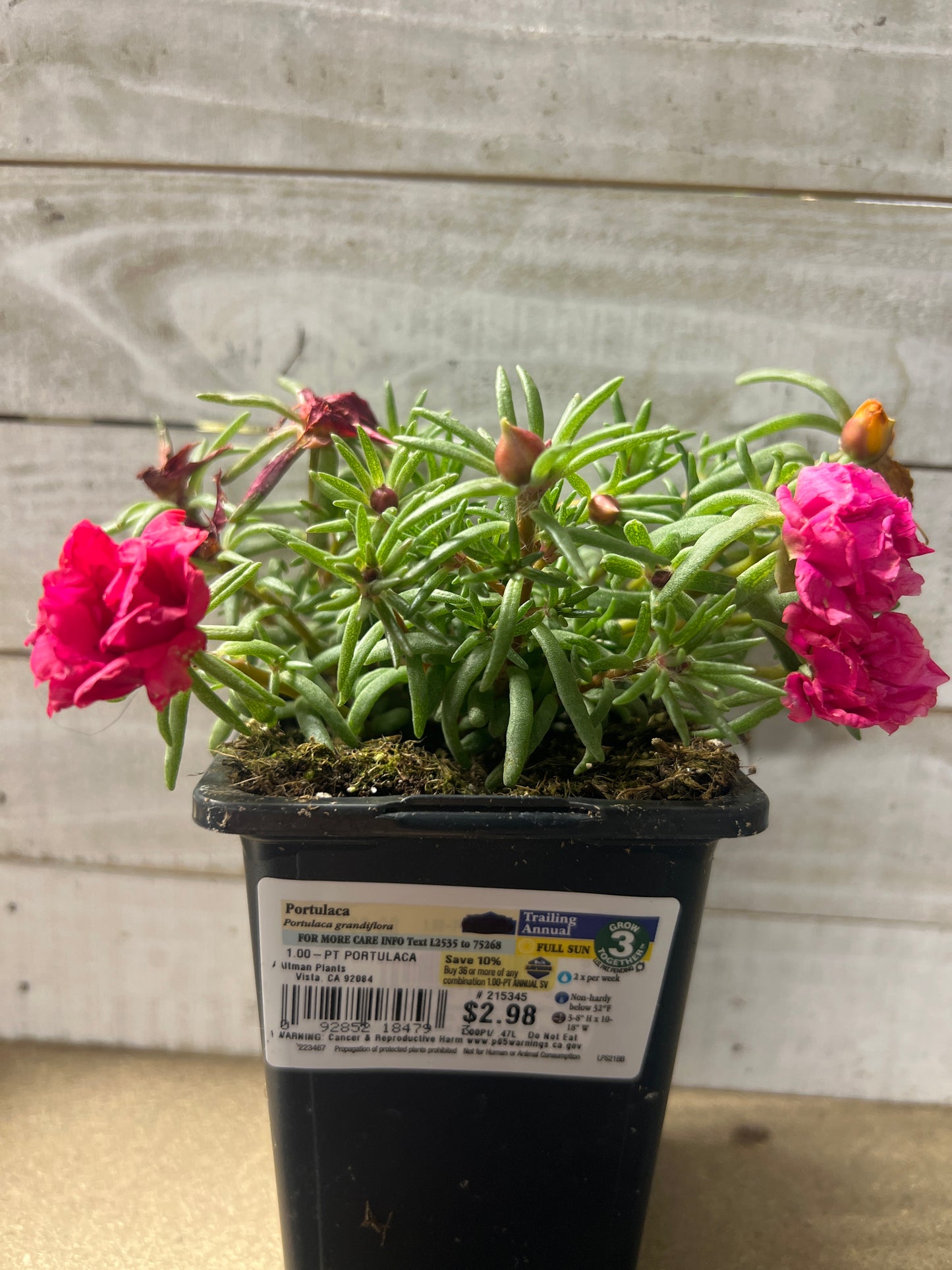 Portulaca Trailing Annual 1 pint