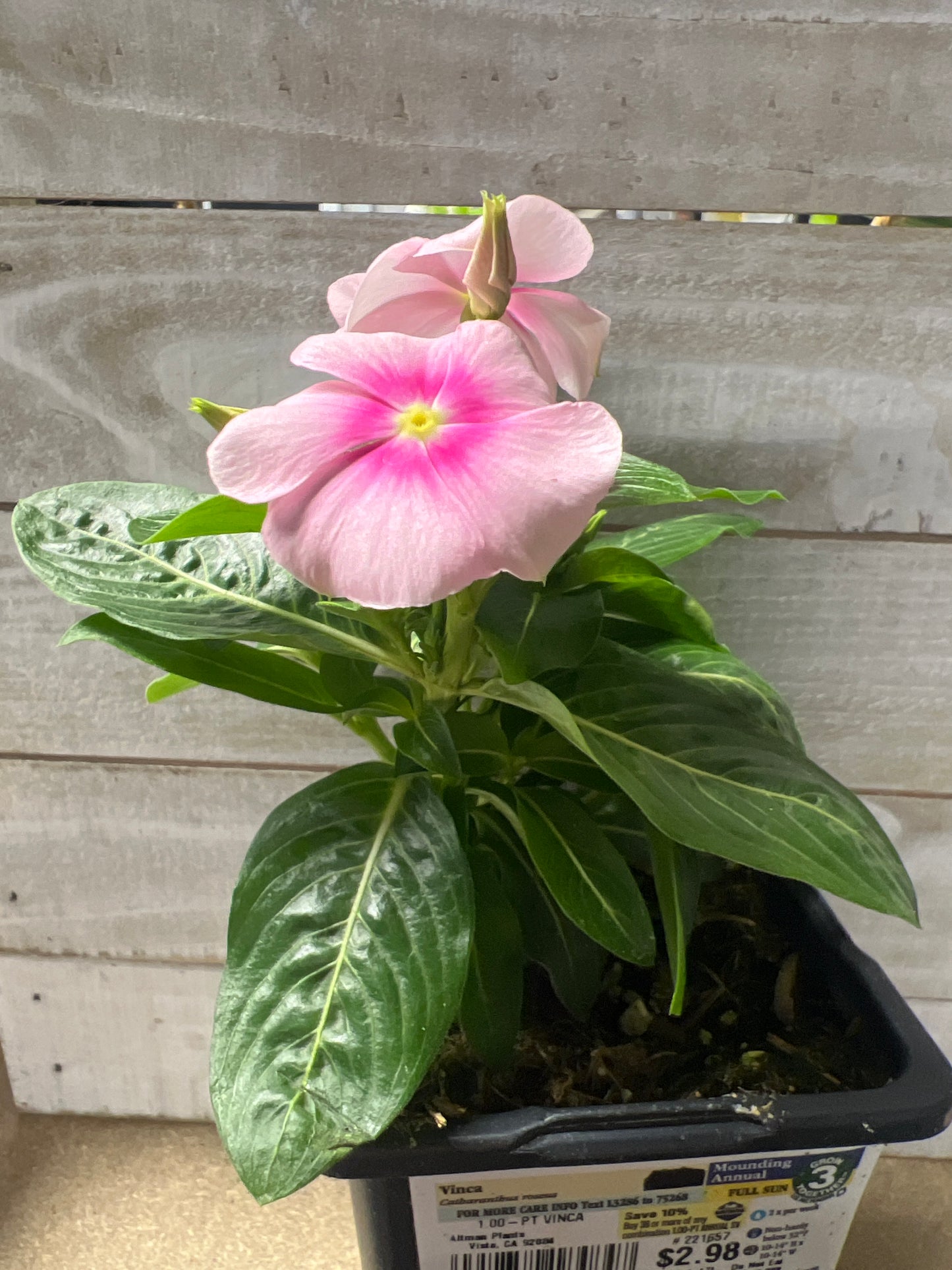 Vinca Mounding Annual 1 pint