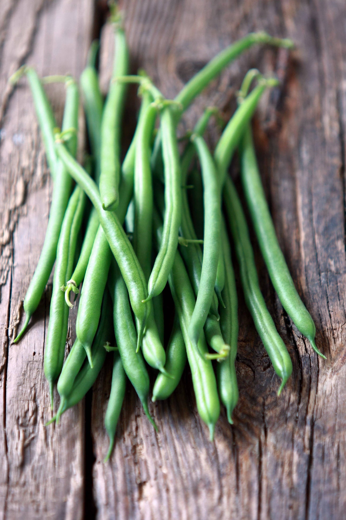 Beans, Provider Bush Bean Seed Packets