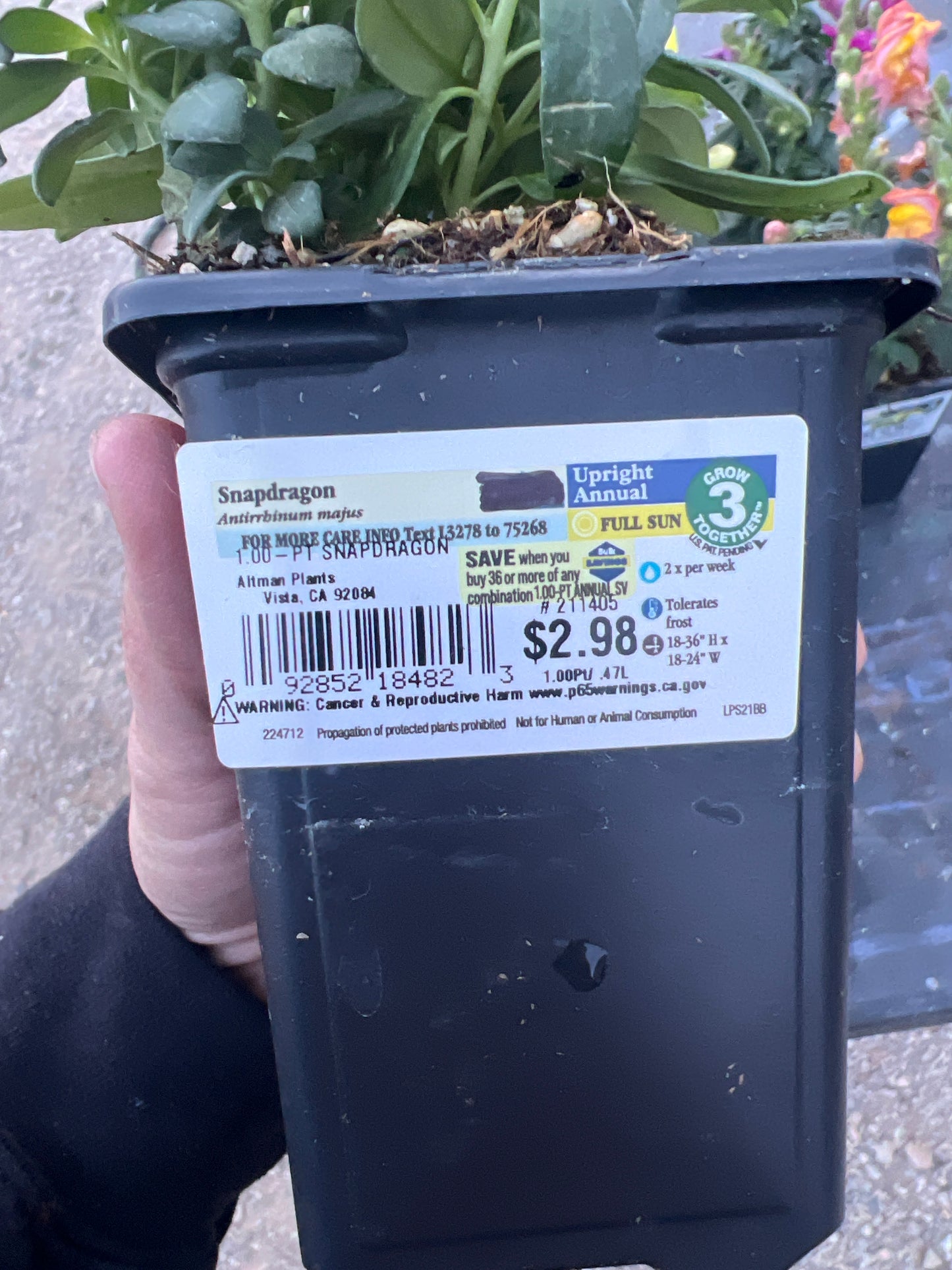Snapdragon Flowers Annual 1 pint- Color Varies