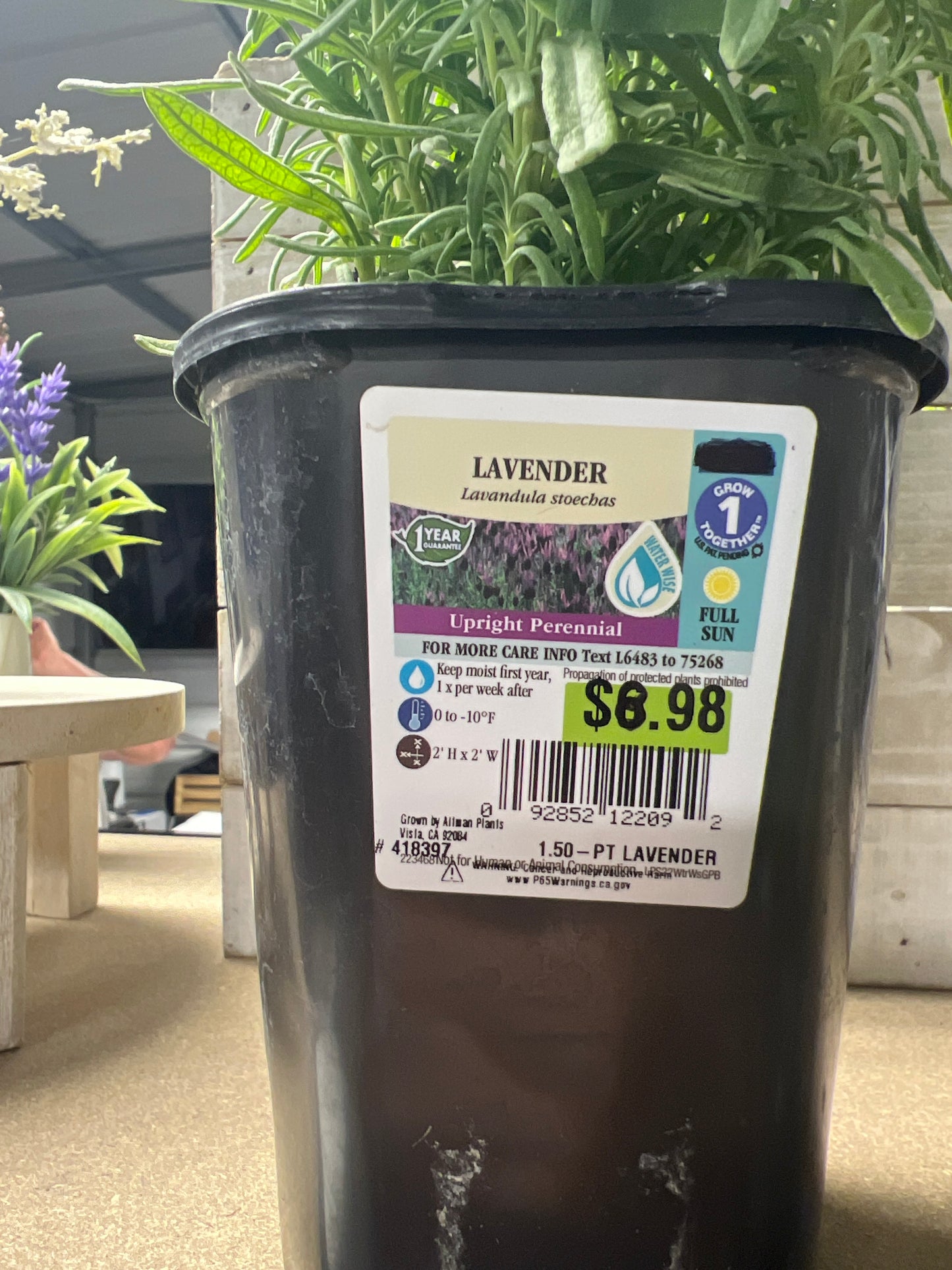 Lavender Upright Perennial 1.5 pint