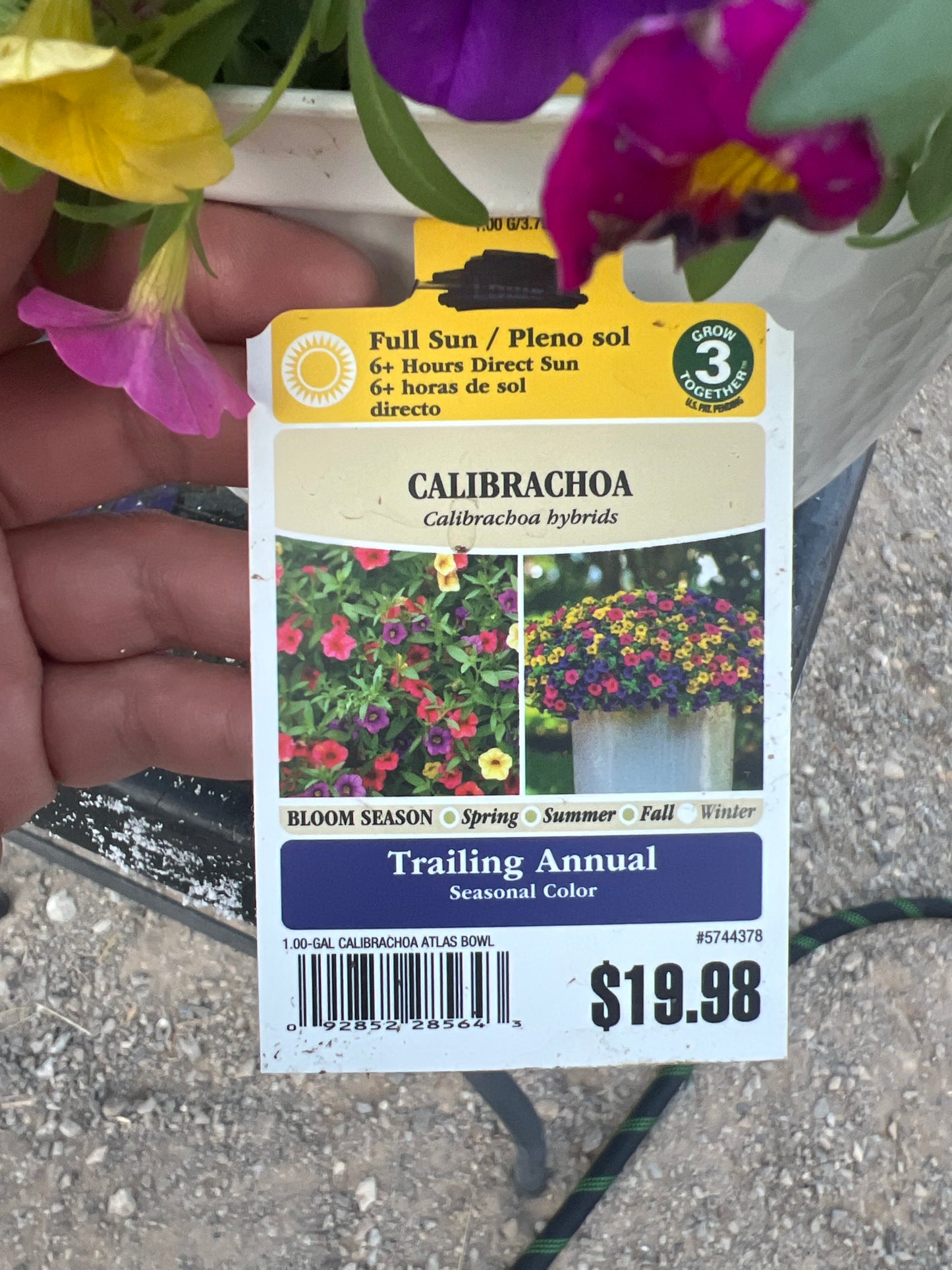 Calibrachoa Trailing Annual Flower Pot 1 Gallon