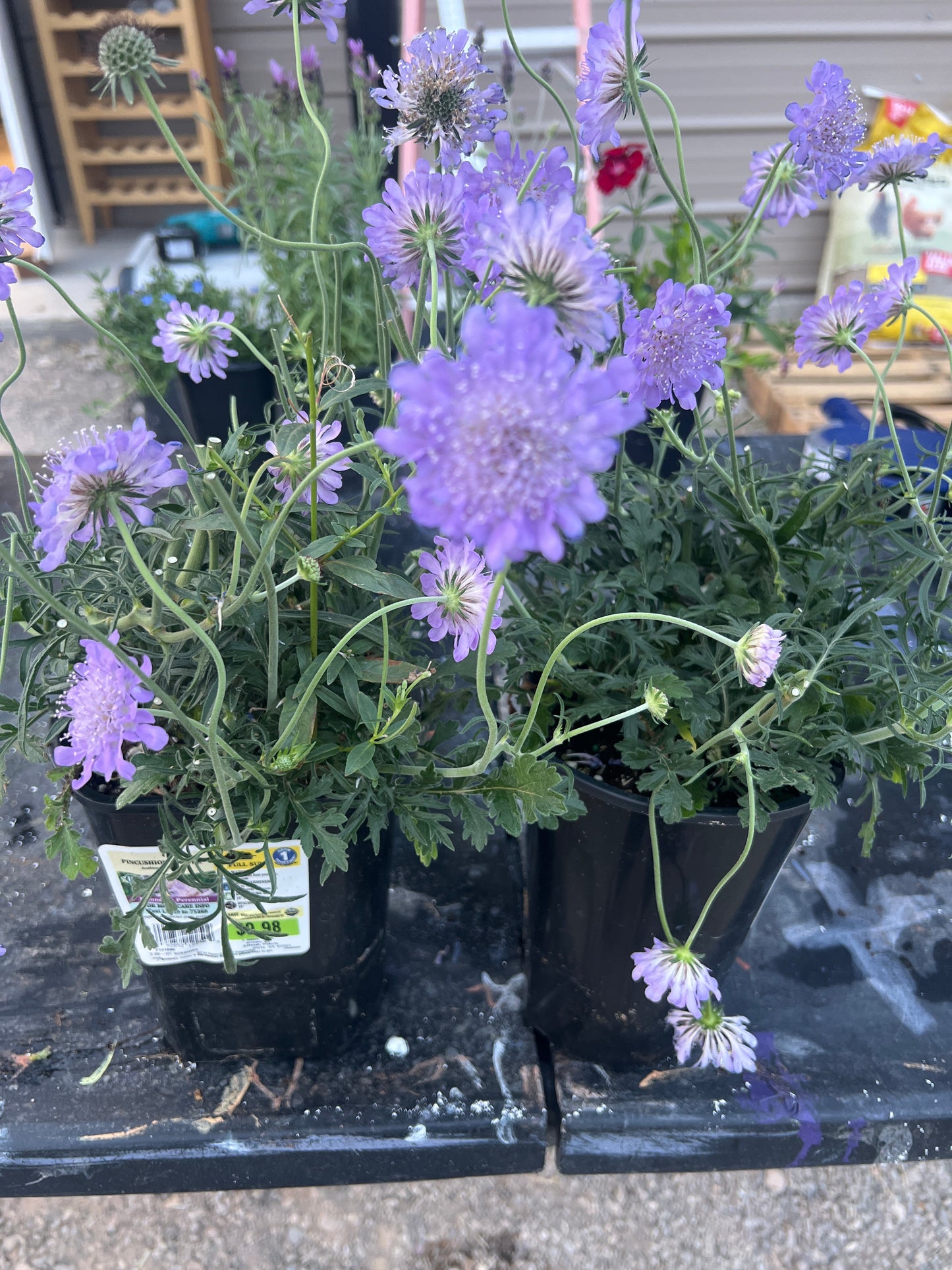 Pincushion Flower Mounding Perennial 2 qt