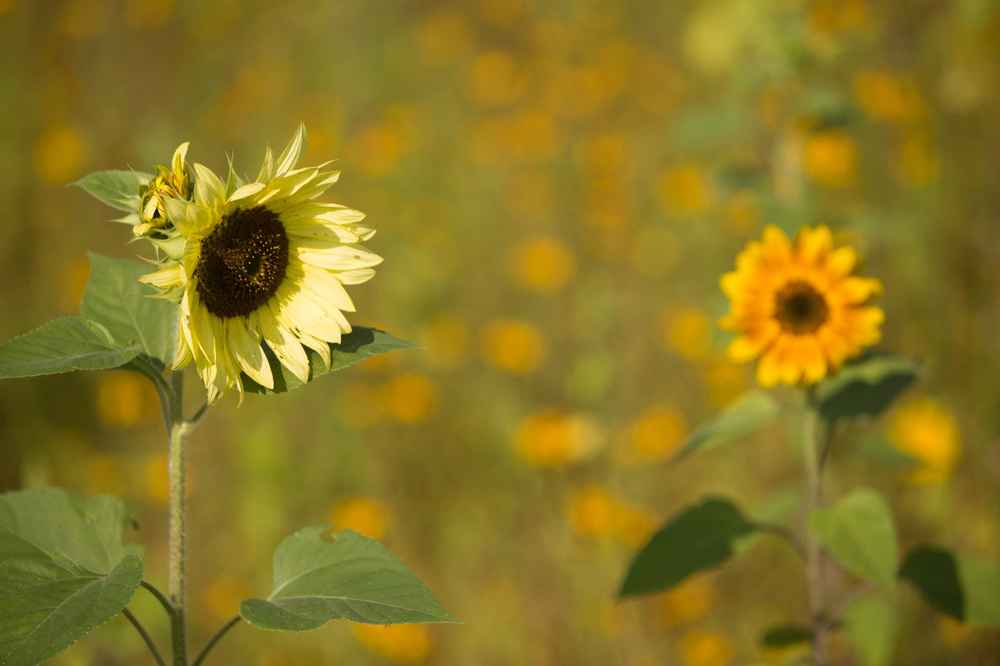 Sunflower, All Sorts Mix Seed Packets