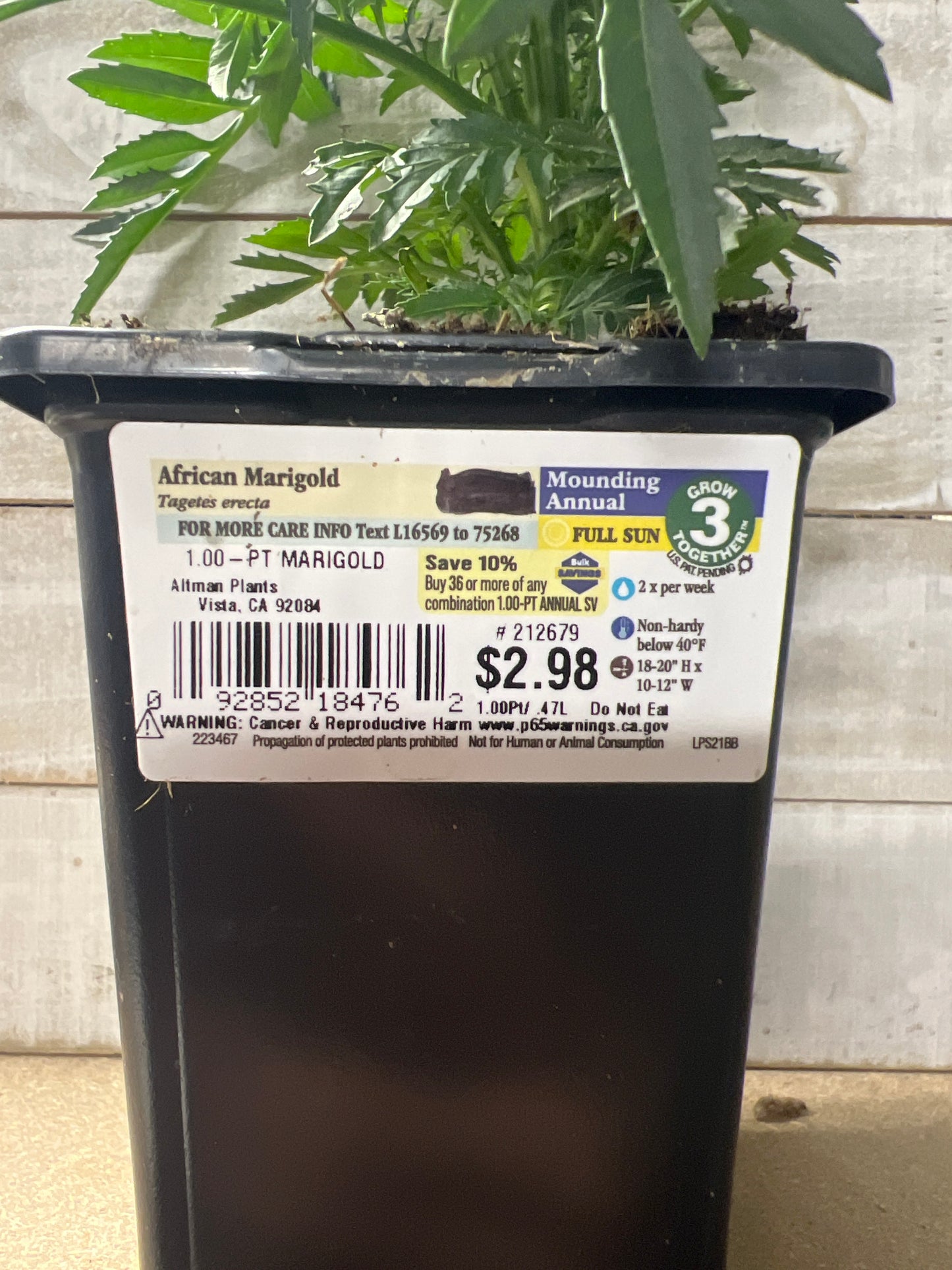 African Marigold Mounding Annual