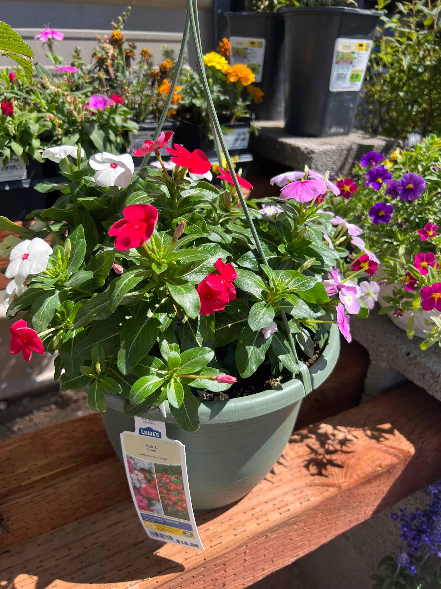 Vinca Hanging Flower Pot