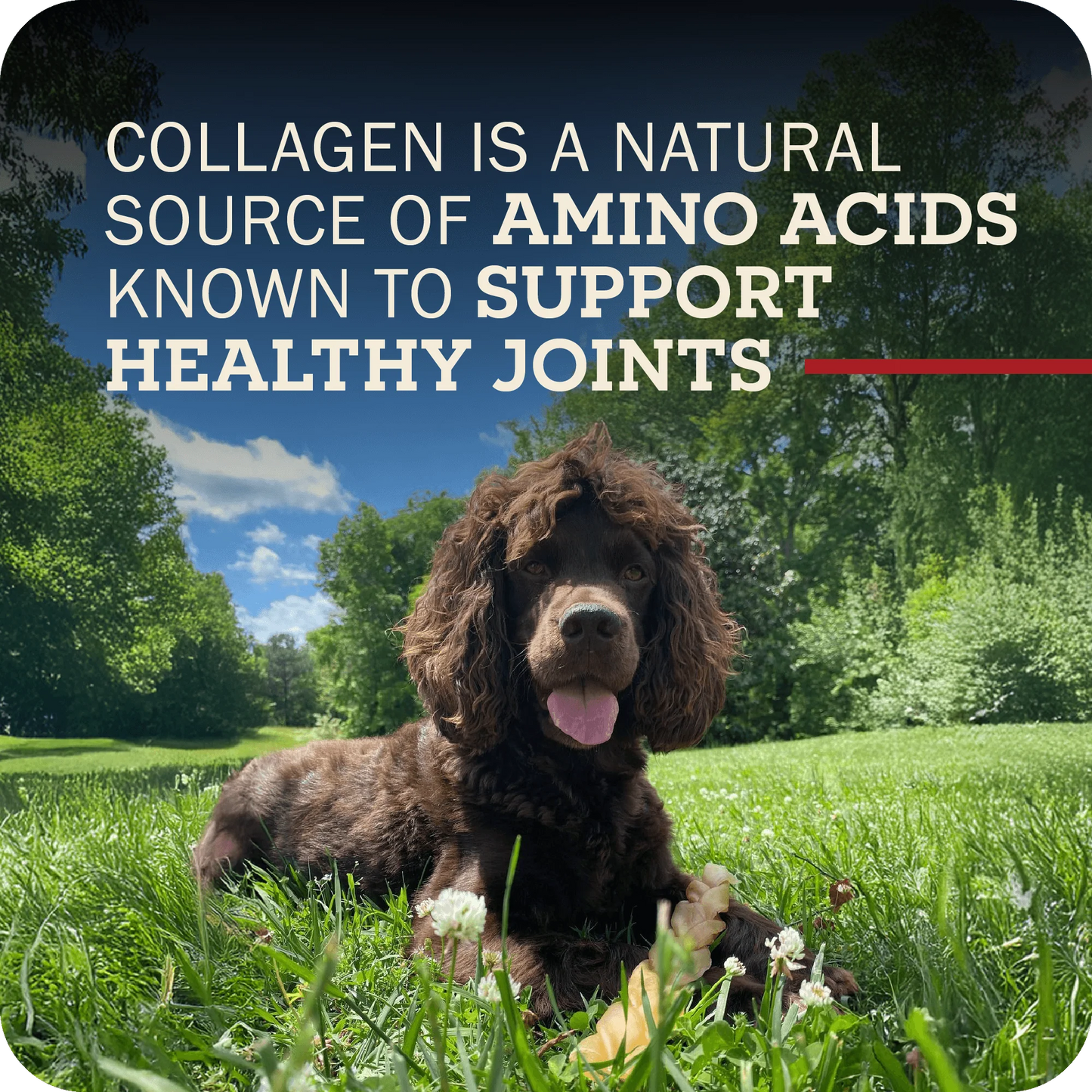 Collagen Stick Small Dog Treat