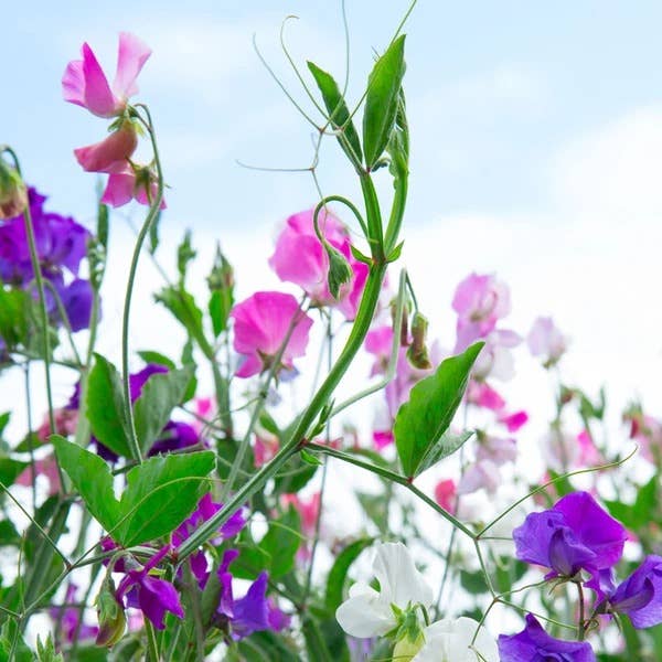 Sweet William-Tall Single Mix-Dianthus Barbatus