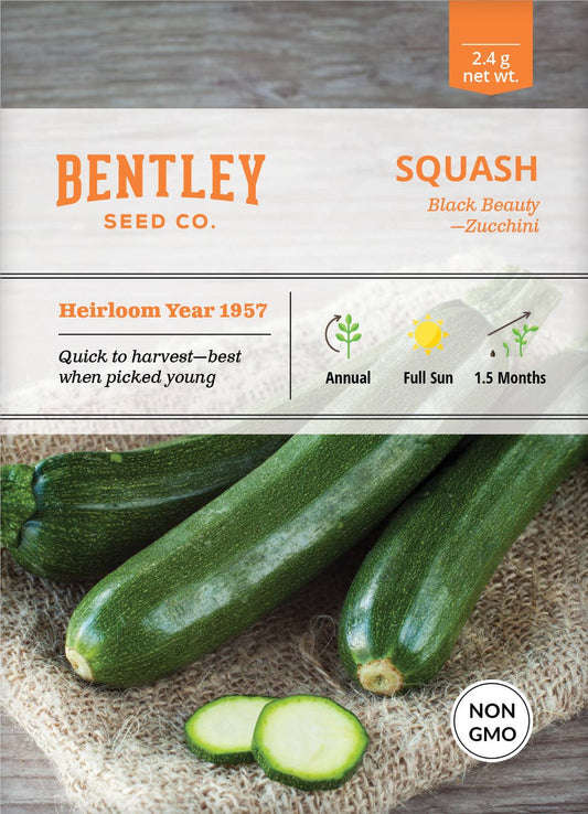 Squash-Zucchini Black Beauty