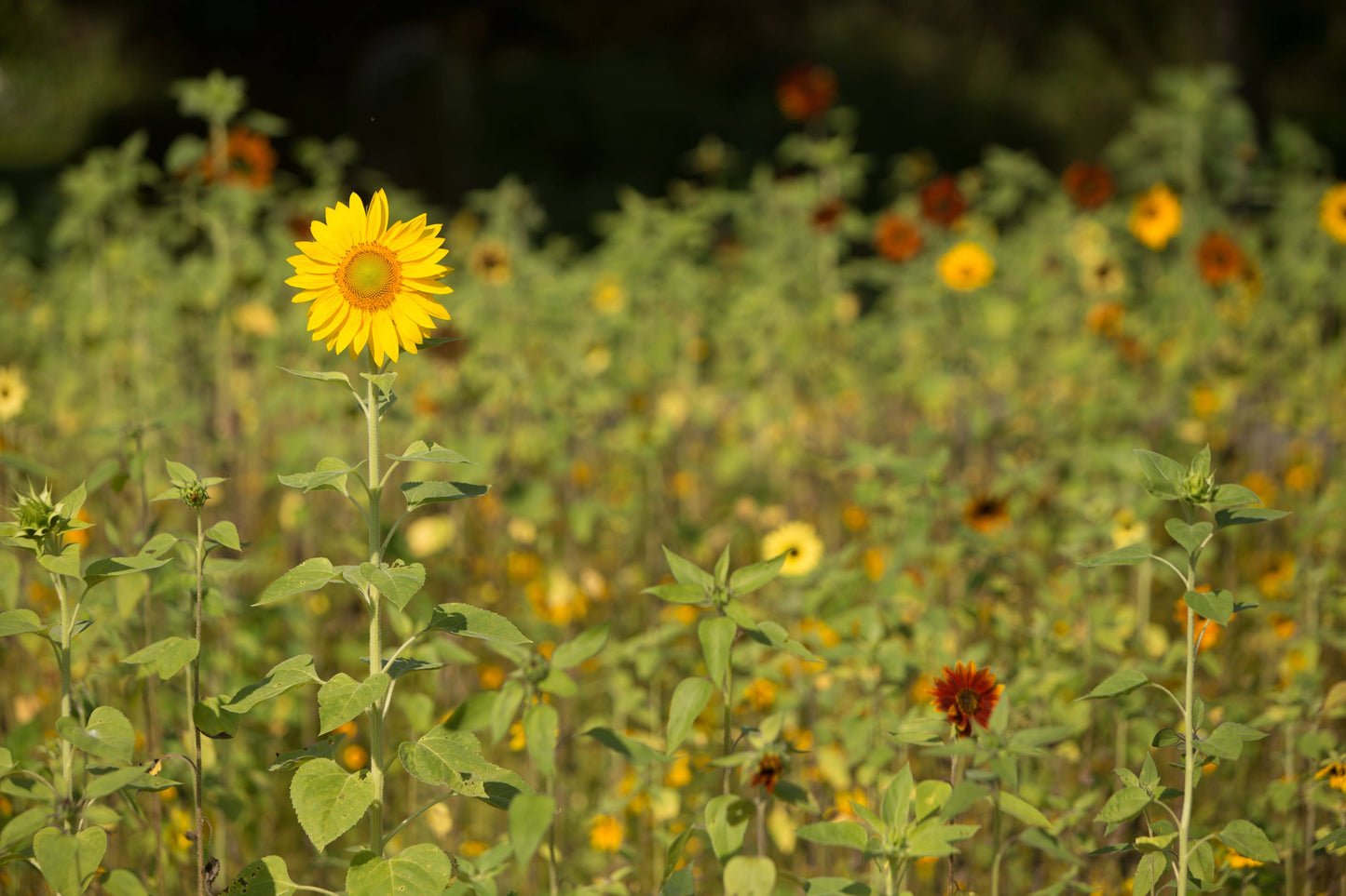 Sunflower, All Sorts Mix Seed Packets
