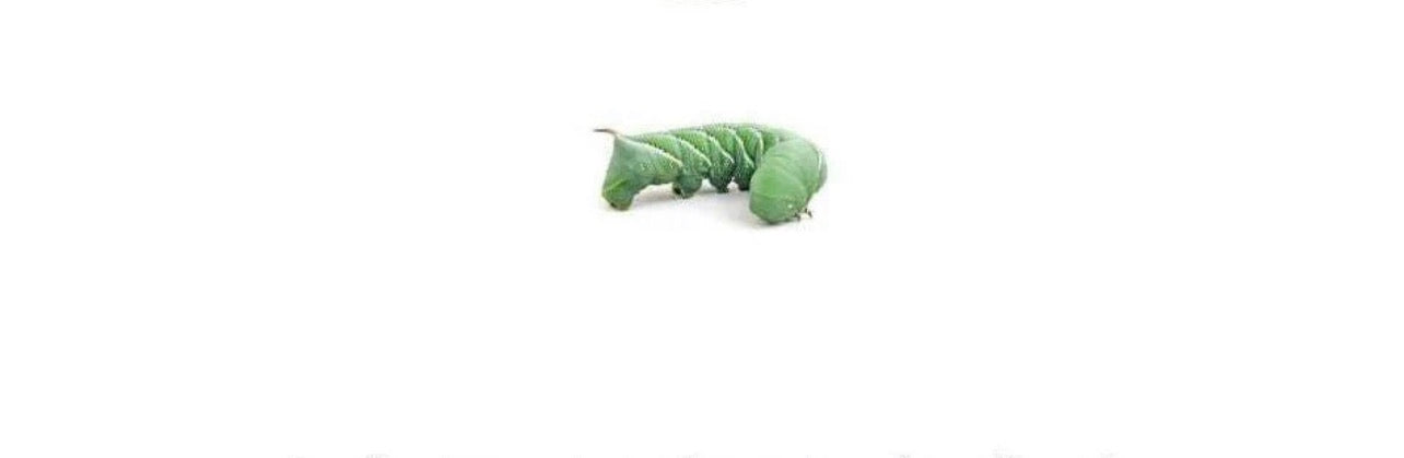 Hornworms Small 18 count