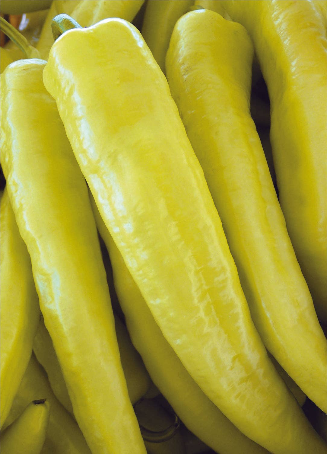 Pepper, Sweet Banana Seed Packets