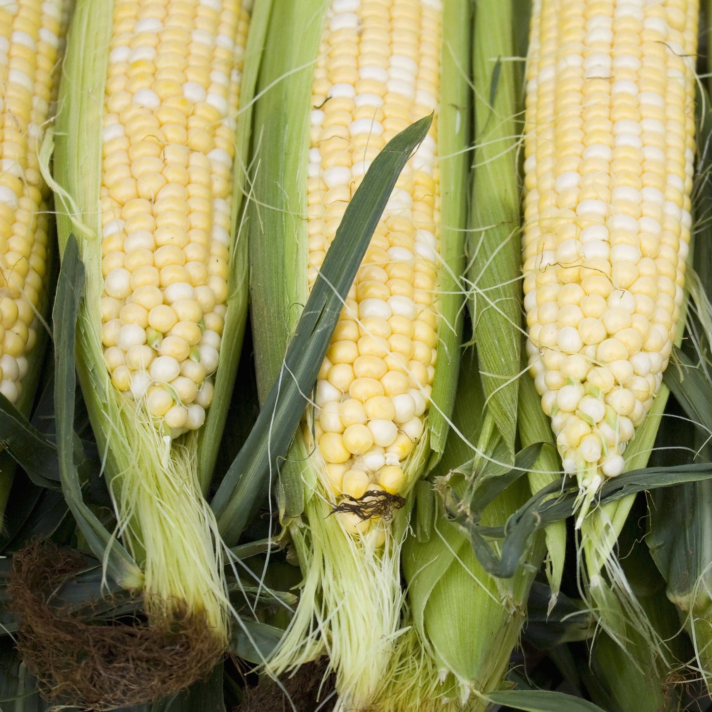 Corn, Pearls and Gold Seed Packets