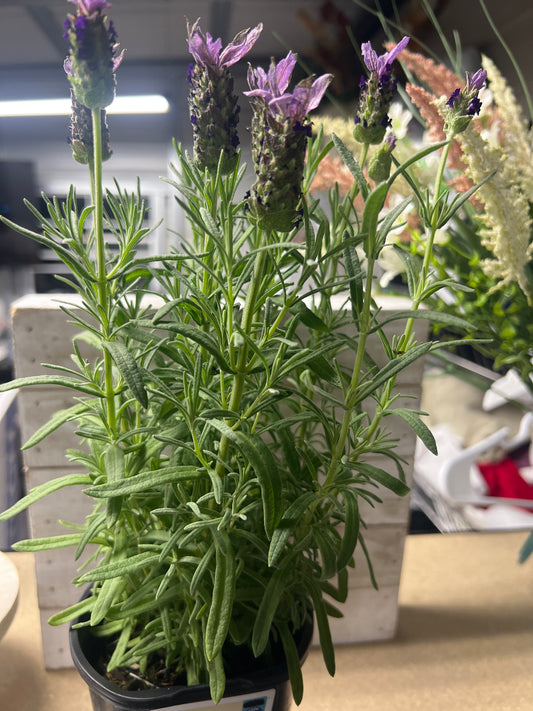 Lavender Upright Perennial 1.5 pint