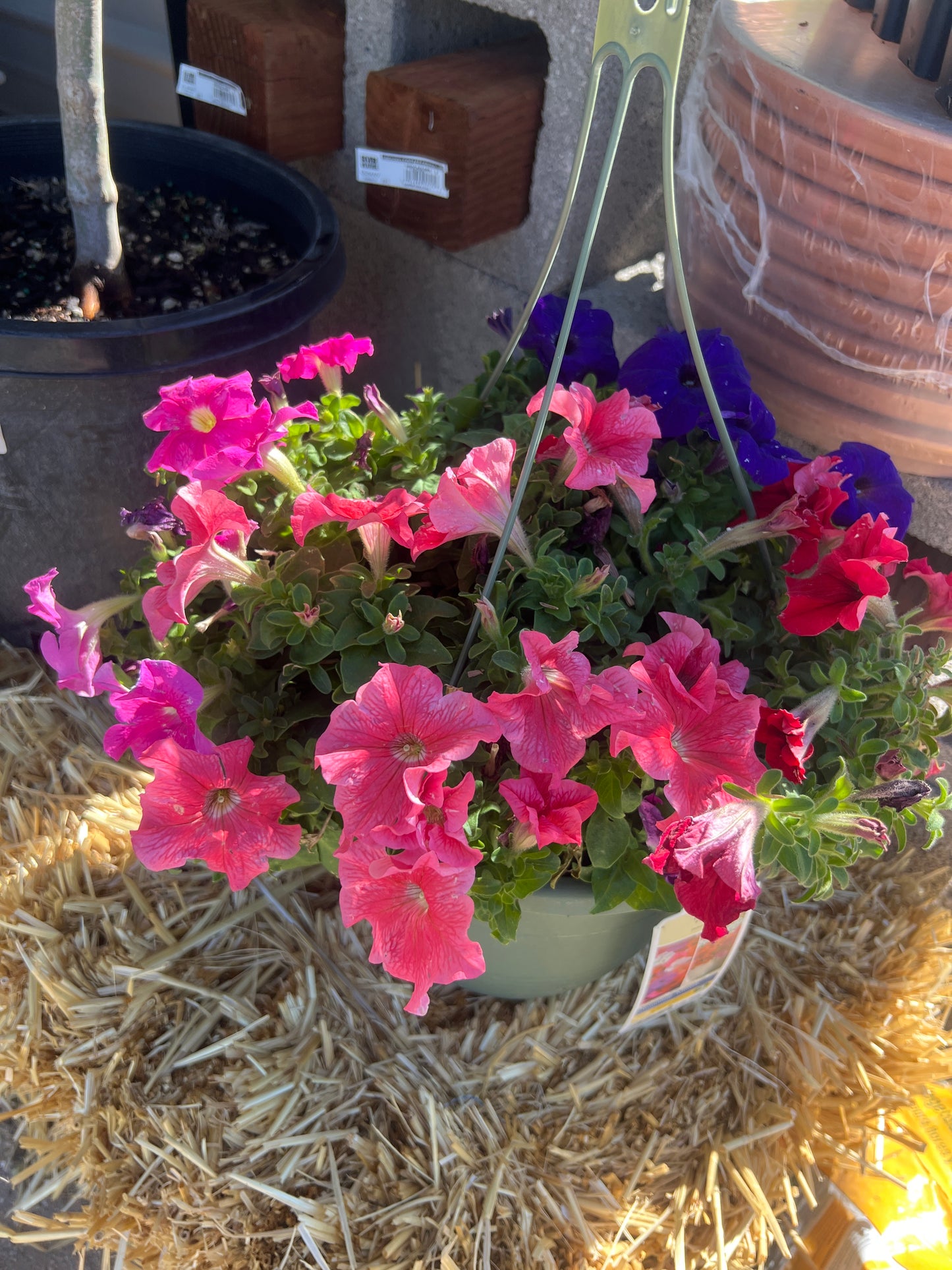 Petunia Hanging Flower Pot