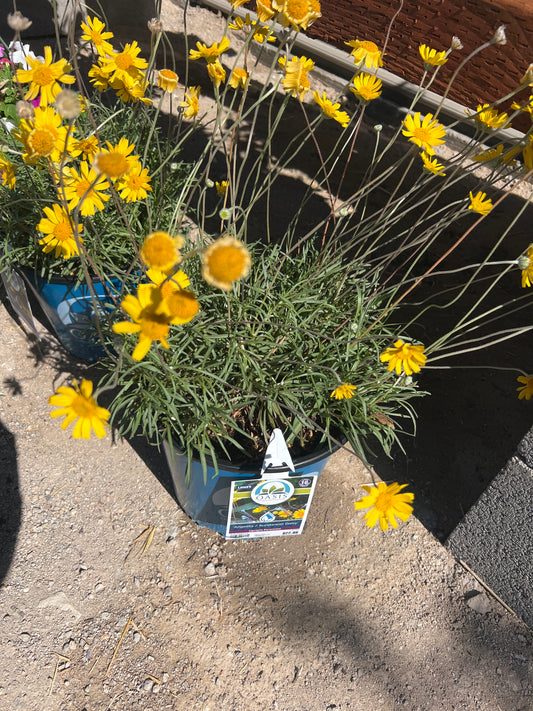 Angelita Sundancer Daisy