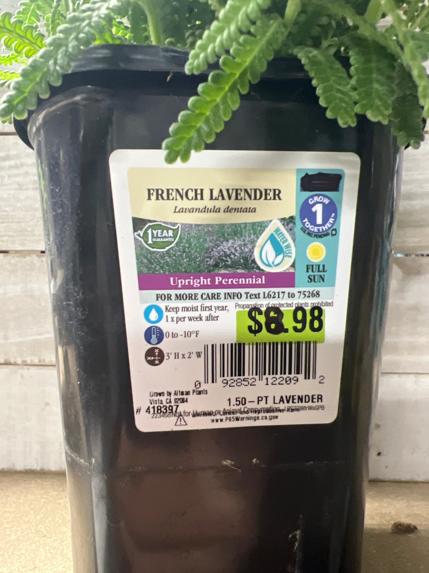 French Lavender Upright Perennial