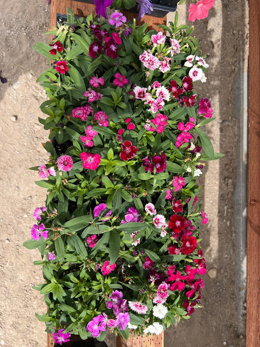 Dianthus hybrid- 6 pack