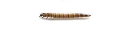 Medium Superworms 100 count