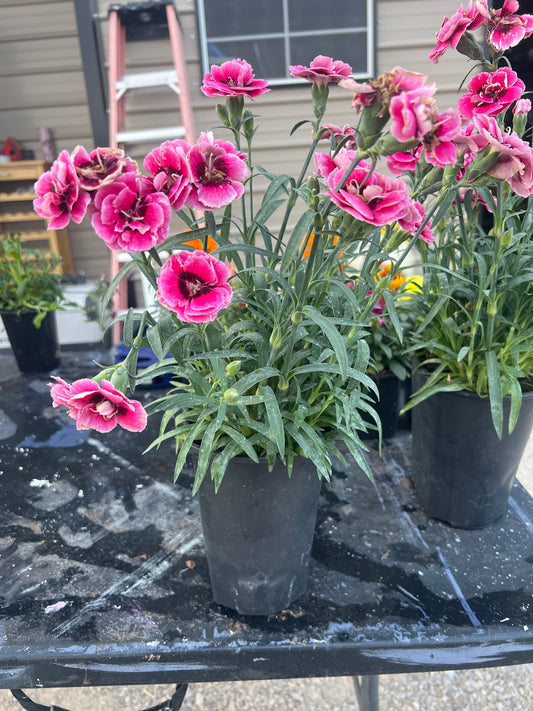 Dianthus 2 qt mounding perennial